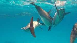 Sataya Reef : Marsa Alam Tours : April 2018