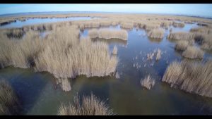 Drohnenflug Nationalpark Neusiedler See